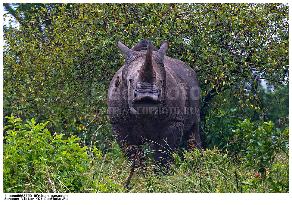 �������, ������, ��������, ��������, �������������, �������������, �����, �����, XYZ, �����������, Rhinocerotidae, ����� �������, Ceratotherium simum, ����� ������, �����, ��������� ������