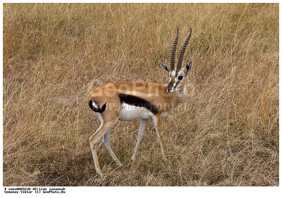 �������, ������, ��������, ��������, �������������, �������������, �����, �����, XYZ, ���������, Bovidae, ������ �������, Gazella thomsoni, Eudorcas thomsonii, ������������ ���� ����� ����, �����