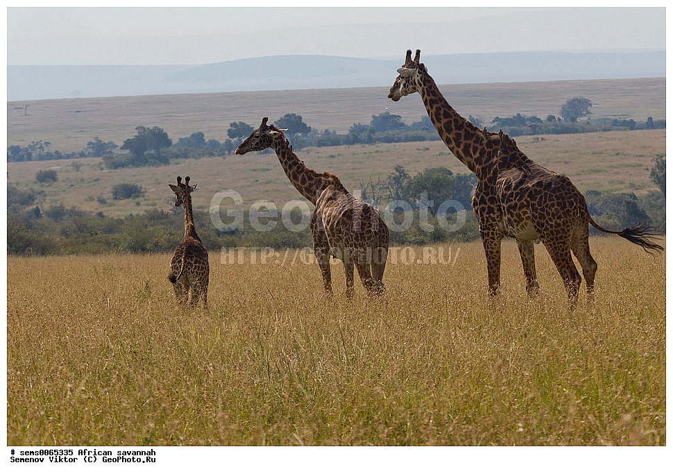 �������, ������, ��������, ��������, �������������, �������������, �����, �����, XYZ, ���������, Giraffidae, �����, Giraffa camelopardalis, Giraffa camelopardalis reticulata, �������� �����, ������������ ���� ���������, ��������