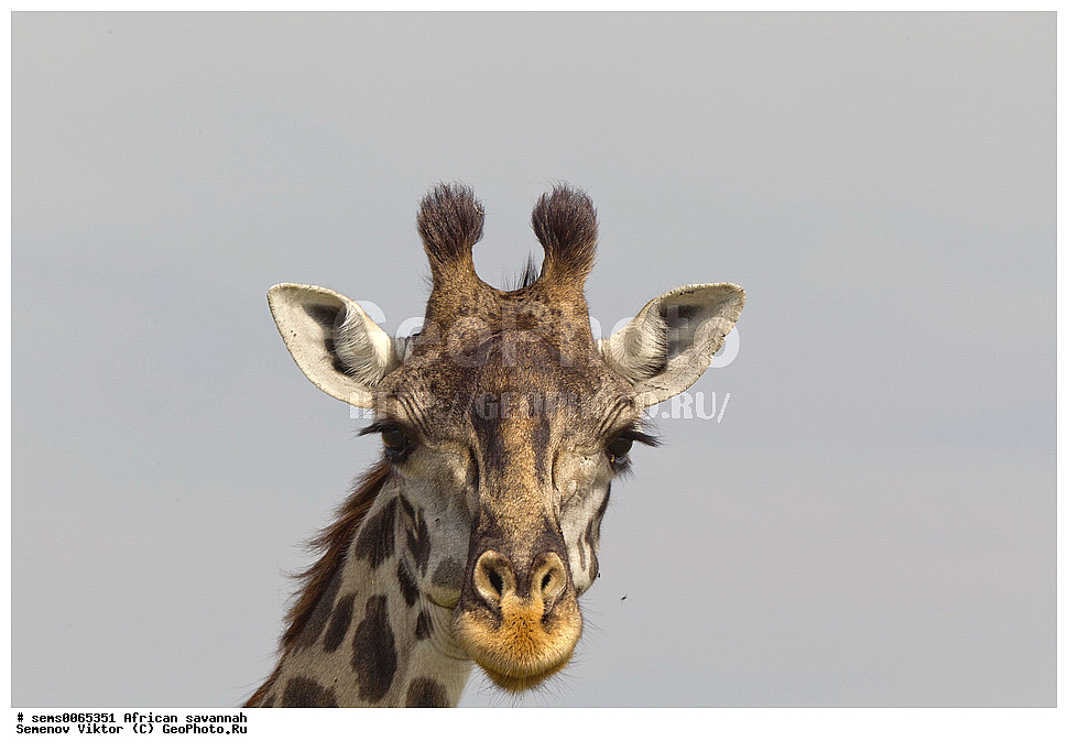 �������, ������, ��������, ��������, �������������, �������������, �����, �����, XYZ, ���������, Giraffidae, �����, Giraffa camelopardalis, Giraffa camelopardalis tippelskircbi, ��������� �����, ������������ ���� ����� ����, �����, ��������� ������