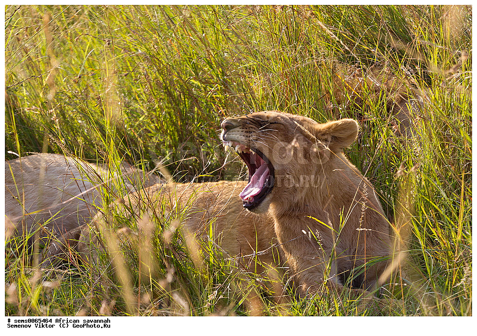 �������, ������, 
��������, ��������, �������������, �������������, �����, �����, �������, ������, XYZ, �������, Felidae, ���, Panthera leo, ������������ ���� ����� ����, �����
