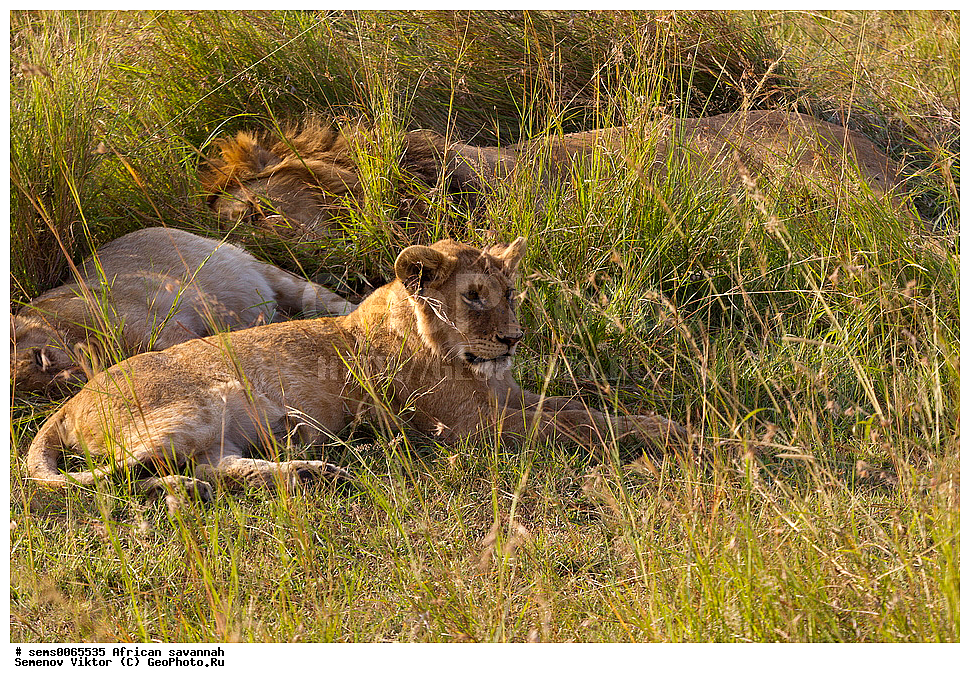 �������, ������, 
��������, ��������, �������������, �������������, �����, �����, �������, ������, XYZ, �������, Felidae, ���, Panthera leo, ������������ ���� ����� ����, �����
