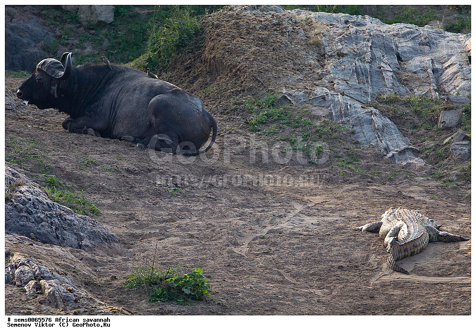 �������, ������, ��������, ��������, �������������, �������������, �����, �����, XYZ, ���������, Bovidae, ����������� ������, ׸���� ������, Syncerus caffer, ��������������, ��������������, ��������, ��������, ��������� ���������, Crocodylidae, �������� ��������, Crocodylus niloticus, ������������ ���� ����� ����, �����, ��������� ������