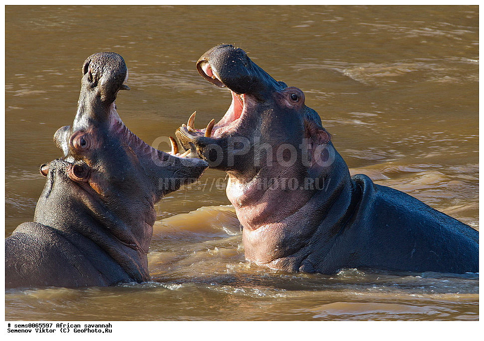 �������, ������, ��������, ��������, �������������, �������������, �����, �����, XYZ, �����������, Hippopotamidae, ������������ �������, ����������, Hippopotamus amphibius, ������������ ���� ���������, ��������