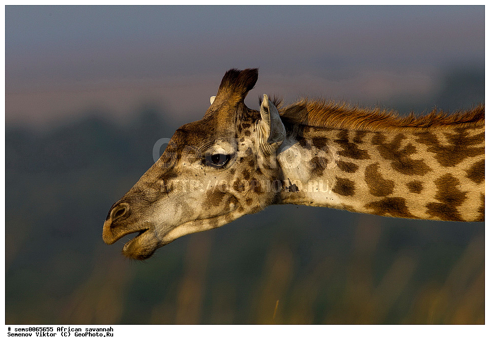 �������, ������, ��������, ��������, �������������, �������������, �����, �����, XYZ, ���������, Giraffidae, �����, Giraffa camelopardalis, Giraffa camelopardalis tippelskircbi, ��������� �����, ������������ ���� ����� ����, �����, ��������� ������