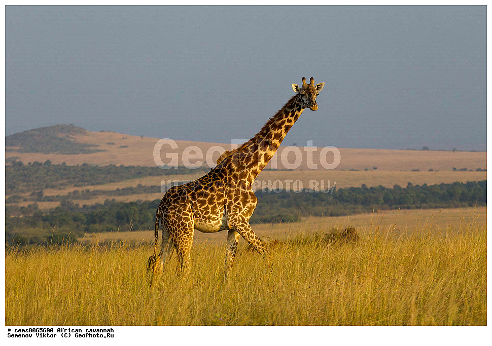 �������, ������, ��������, ��������, �������������, �������������, �����, �����, XYZ, ���������, Giraffidae, �����, Giraffa camelopardalis, Giraffa camelopardalis reticulata, �������� �����, ������������ ���� ���������, ��������