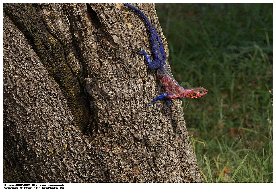 �������, ������