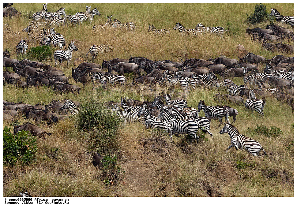 �������, ������, ��������, ��������, �������������, �������������, �����, �����, XYZ, ���������, Equidae, ���������� �����, �������� �����, Equus quagga, Equus burchelli, ������������ ���� ����� ����, �����, ��������� ������, , ���������, Bovidae, ������� ���, ��������� ���, Connochaetes taurinus, Equus quagga burchellii, Asinus burchellii