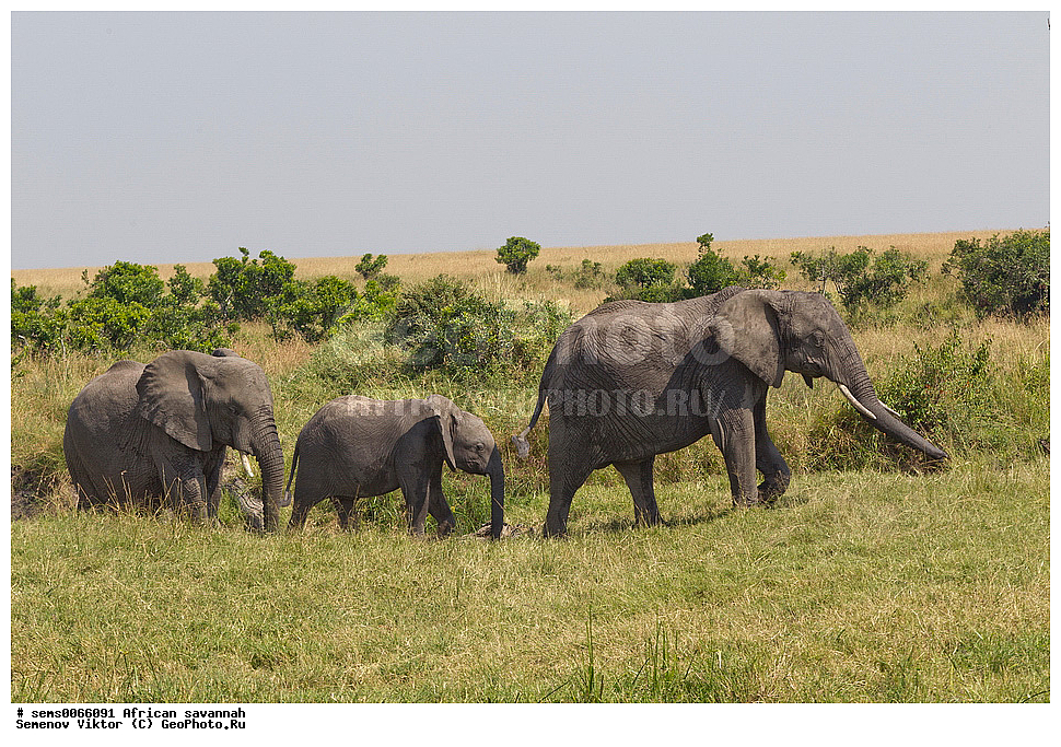 �������, ������, ��������, ��������, �������������, �������������, �����, �����, XYZ, ��������, Proboscidea, �������� ����, Loxodonta africana, ������������ ���� ����� ����, �����, Elephas africanus, ��������, Elephantidae