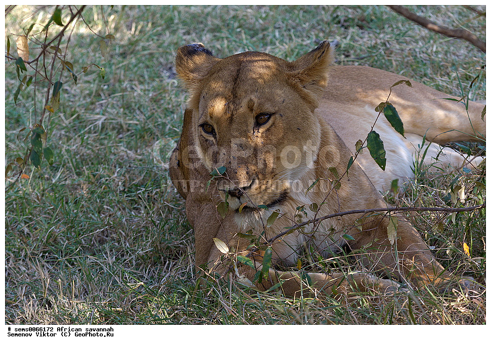 �������, ������, ��������, ��������, �������������, �������������, �����, �����, �������, ������, XYZ, �������, Felidae, ���, Panthera leo, ������������ ���� ���������, ��������
