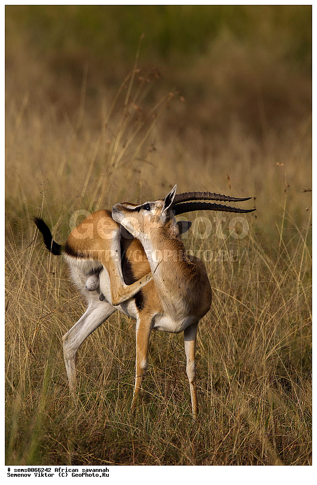 �������, ������, ��������, ��������, �������������, �������������, �����, �����, XYZ, ���������, Bovidae, ������ �������, Gazella thomsoni, Eudorcas thomsonii, ������������ ���� ����� ����, �����