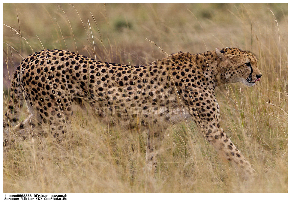 �������, ������, ��������, ��������, �������������, �������������, �����, �����, �������, ������, XYZ, �������, Felidae, , ������, Acinonyx jubatus