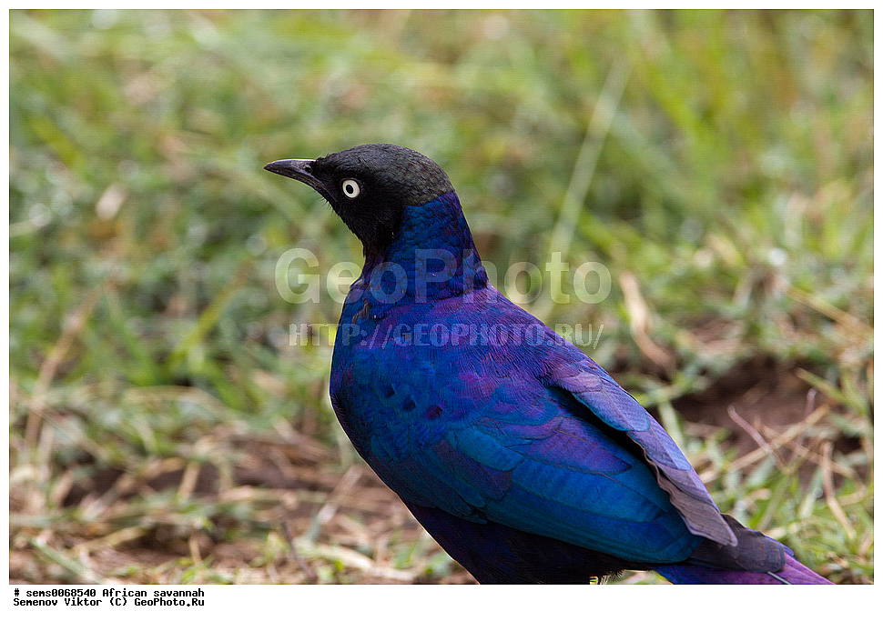 �������, ������, ��������, ��������, �����, �����, ��������, �����������, XYZ, ����������, Sturnidae, ������������� ��������� �������, Lamprotornis purpuropterus, Lamprotornis purpuroptera, ������������ ���� ����� ����, �����, ��������� ������