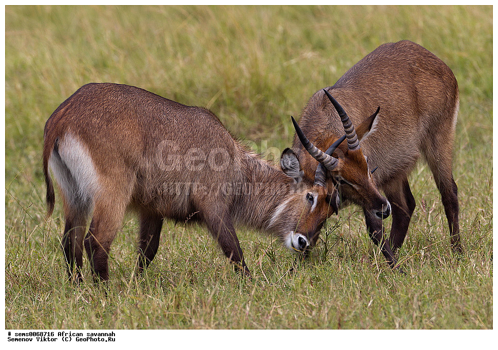 �������, ������, ��������, ��������, �������������, �������������, �����, �����, XYZ, ���������, Bovidae, ������� ����, ������������ ������� ����, ������� �����, ������������ ������� �����, Kobus ellipsiprymnus, ������������ ���� ����� ����, �����