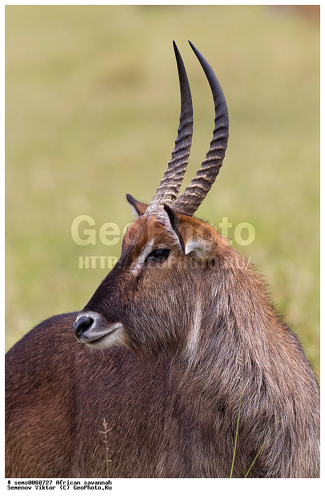 �������, ������, ��������, ��������, �������������, �������������, �����, �����, XYZ, ���������, Bovidae, ������� ����, ������������ ������� ����, ������� �����, ������������ ������� �����, Kobus ellipsiprymnus, ������������ ���� ����� ����, �����