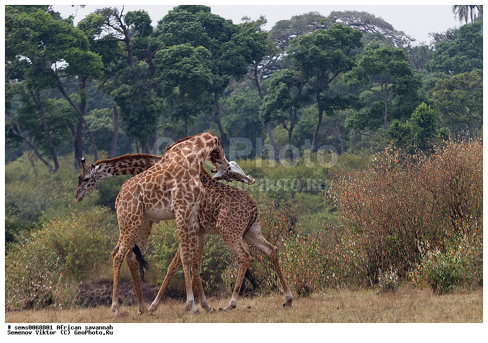 �������, ������, ��������, ��������, �������������, �������������, �����, �����, XYZ, ���������, Giraffidae, �����, Giraffa camelopardalis, Giraffa camelopardalis tippelskircbi, ��������� �����, ������������ ���� ����� ����, �����, ��������� ������