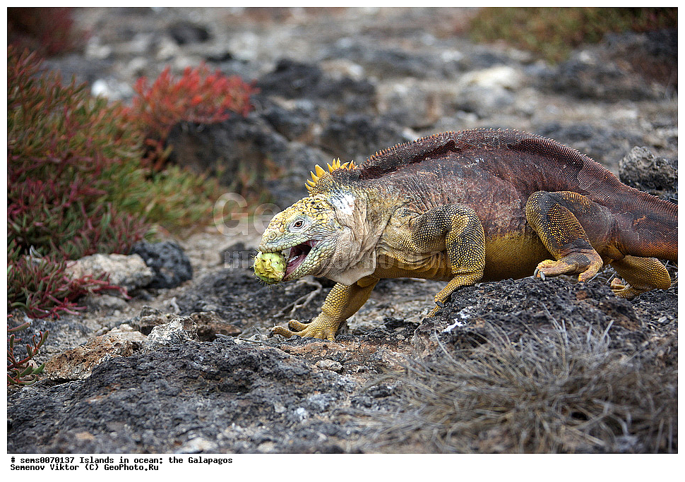 �������, ����� �������, ������������� �������, ������������� �������, ����������