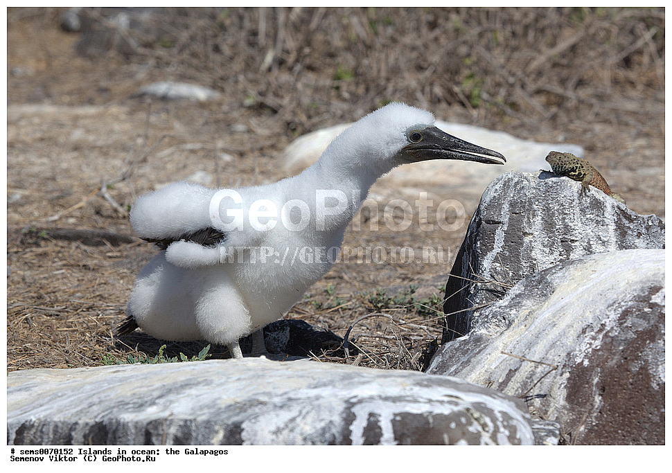 �������, ����� �������, ������������� �������, ������������� �������, ����������