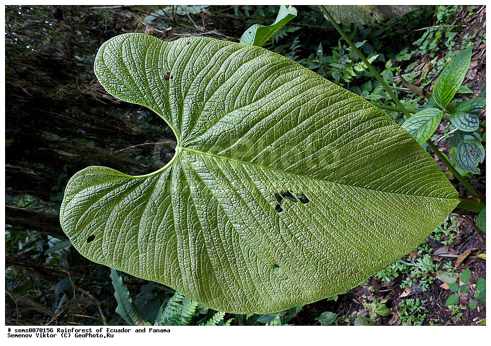 ��������� �������, ����� �������, ����������� �������, �������� �������, ����������� ���, �������, ������