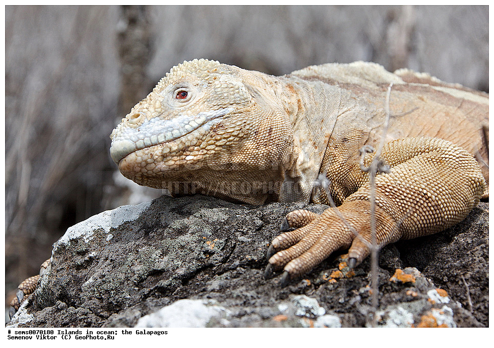 �������, ����� �������, ������������� �������, ������������� �������, ����������