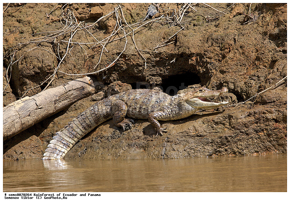 ��������� �������, ����� �������, ����������� �������, �������� �������, ����������� ���, �������, ������