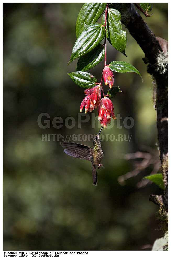 ��������� �������, ����� �������, ����������� �������, �������� �������, ����������� ���, �������, ������