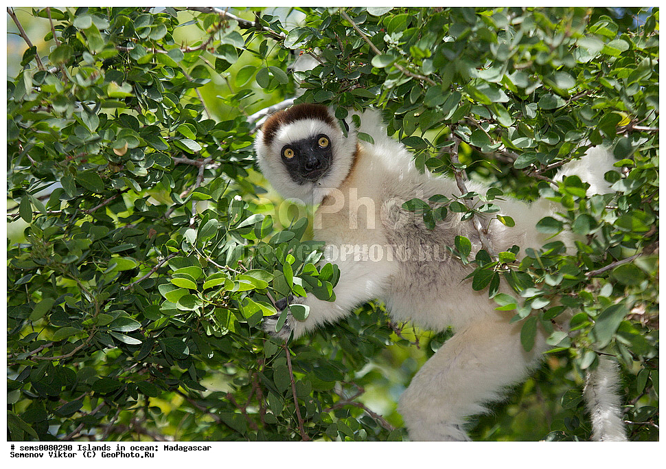 ����������, ���������� ����������