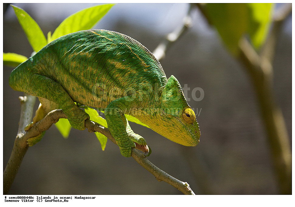 ����������, ���������� ����������