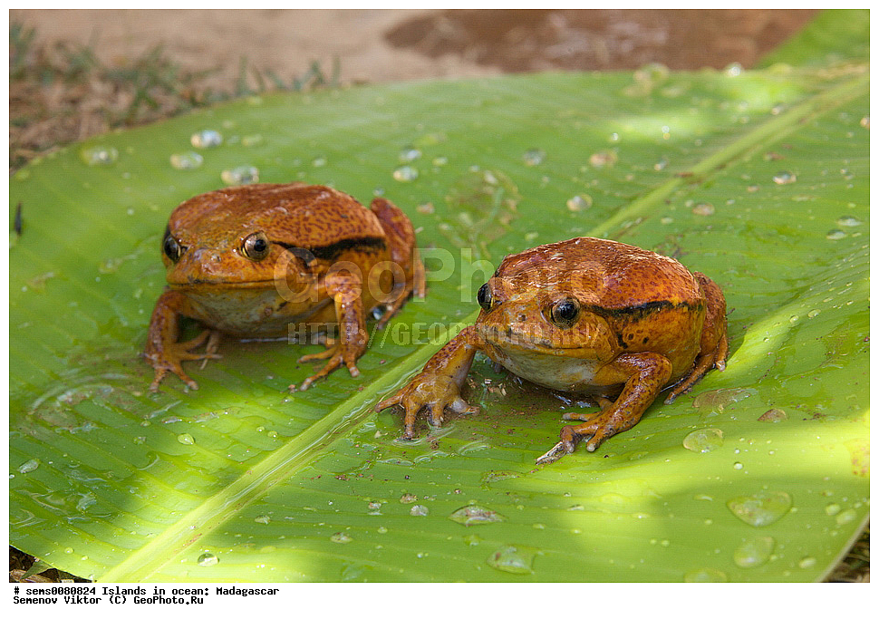 ����������, ���������� ����������