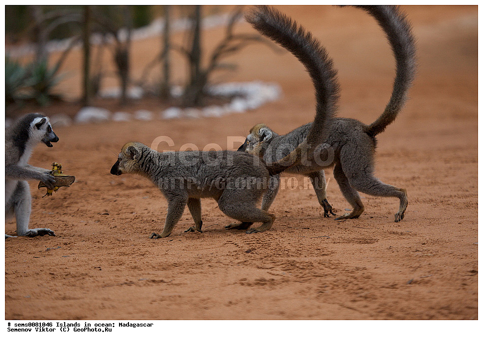 ����������, ���������� ����������