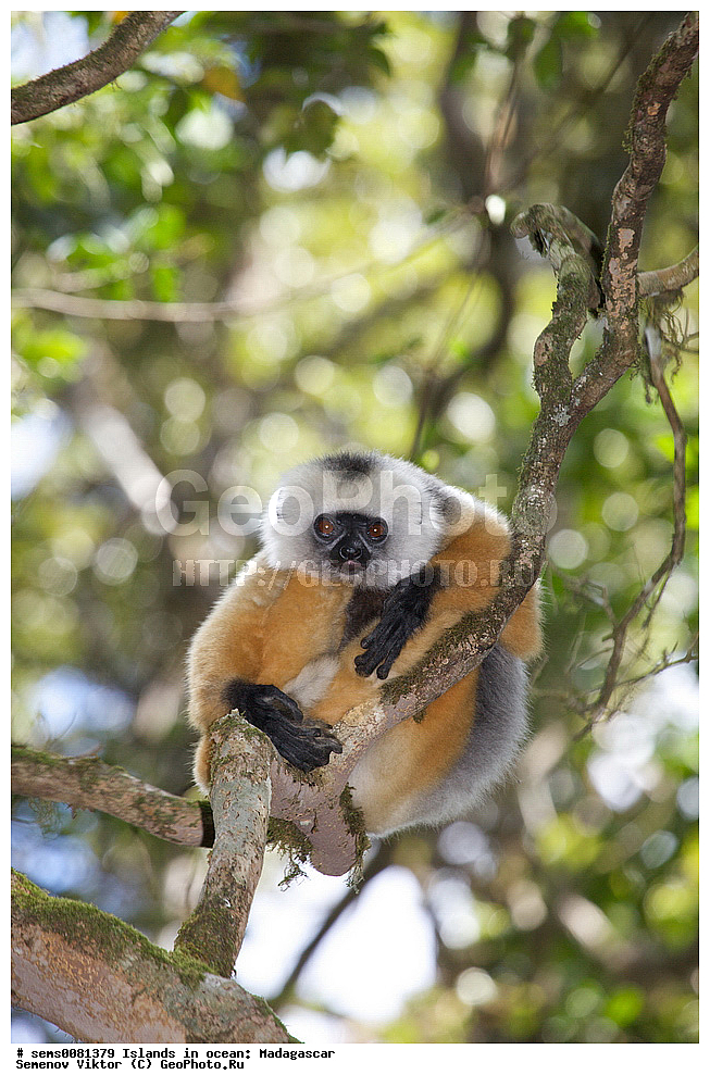 ����������, ���������� ����������