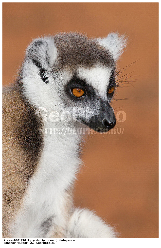 ����������, ���������� ����������