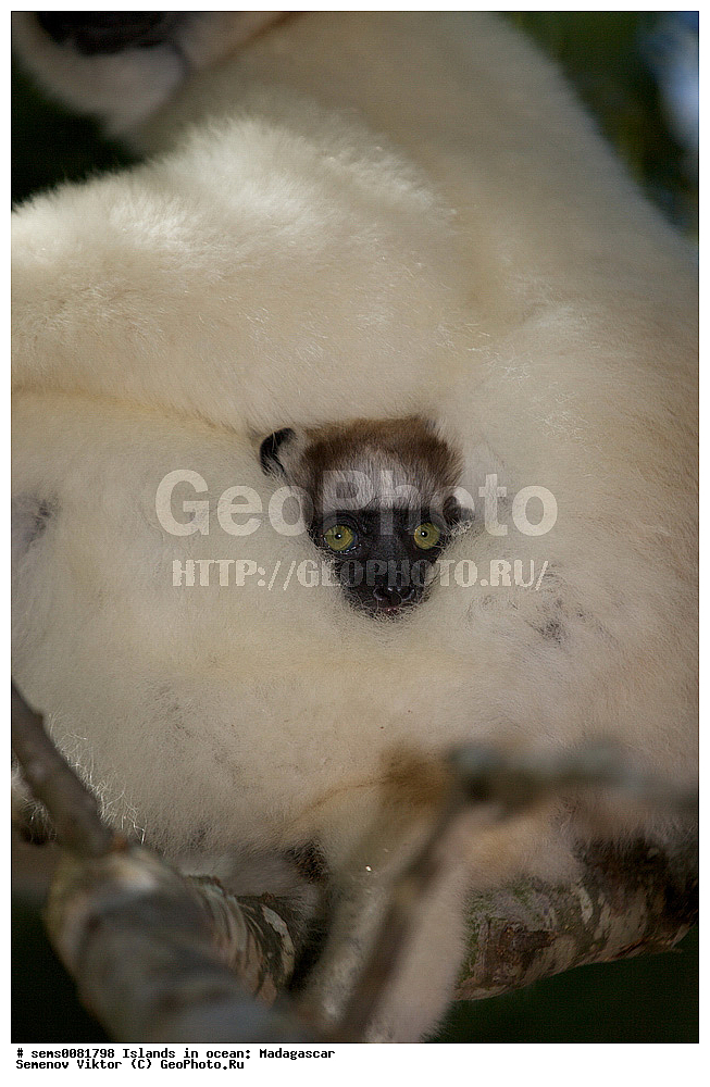 ����������, ���������� ����������