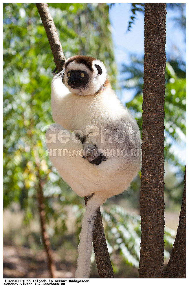 ����������, ���������� ����������