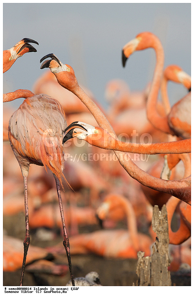 ����, ��������, ��������, �����, �����, ��������, �����������, XYZ, �����������, Phoenicopteridae, ������� ��������, Phoenicopterus ruber