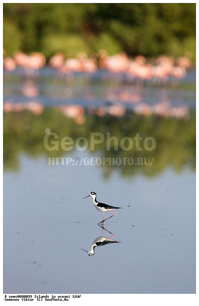 ����, ��������, ��������, �����, �����, ��������, �����������, �����, ������, XYZ, �������������, Recurvirostridae, ������������ ����������, Himantopus mexicanus