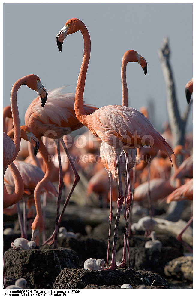 ����, ��������, ��������, �����, �����, ��������, �����������, XYZ, �����������, Phoenicopteridae, ������� ��������, Phoenicopterus ruber