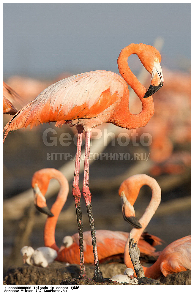 ����, ��������, ��������, �����, �����, ��������, �����������, XYZ, �����������, Phoenicopteridae, ������� ��������, Phoenicopterus ruber