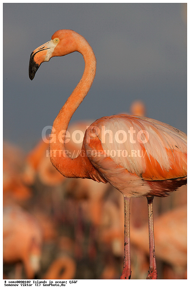 ����, ��������, ��������, �����, �����, ��������, �����������, XYZ, �����������, Phoenicopteridae, ������� ��������, Phoenicopterus ruber