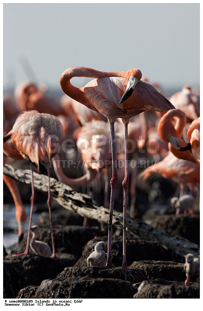 ����, ��������, ��������, �����, �����, ��������, �����������, XYZ, �����������, Phoenicopteridae, ������� ��������, Phoenicopterus ruber