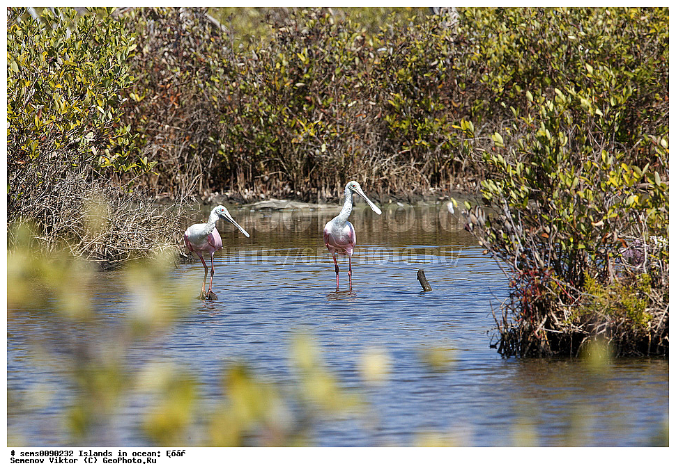 ����, ��������, ��������, �����, �����, ��������, �����������, XYZ, ��������, Threskiornithidae, ������� �������, ���� �������, Platalea ajaja, Ajaja ajaja