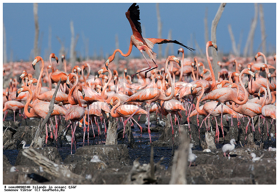 ����, ��������, ��������, �����, �����, ��������, �����������, XYZ, �����������, Phoenicopteridae, ������� ��������, Phoenicopterus ruber