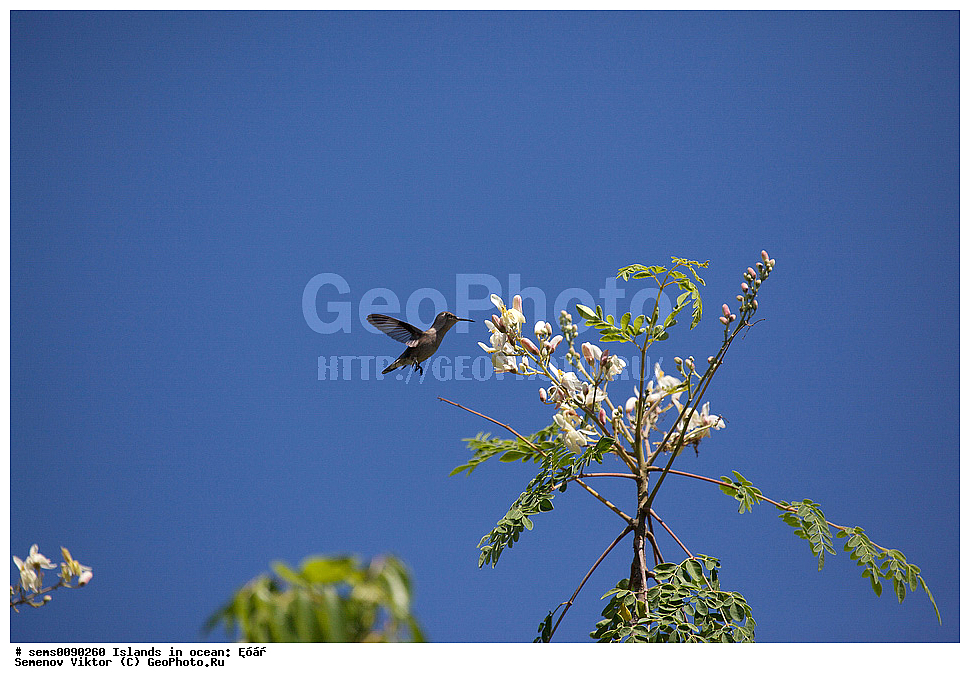 ����, ��������, ��������, �����, �����, ��������, �����������, XYZ, �������, Trochilidae, �������-������, �������-������, Mellisuga helenae, �����