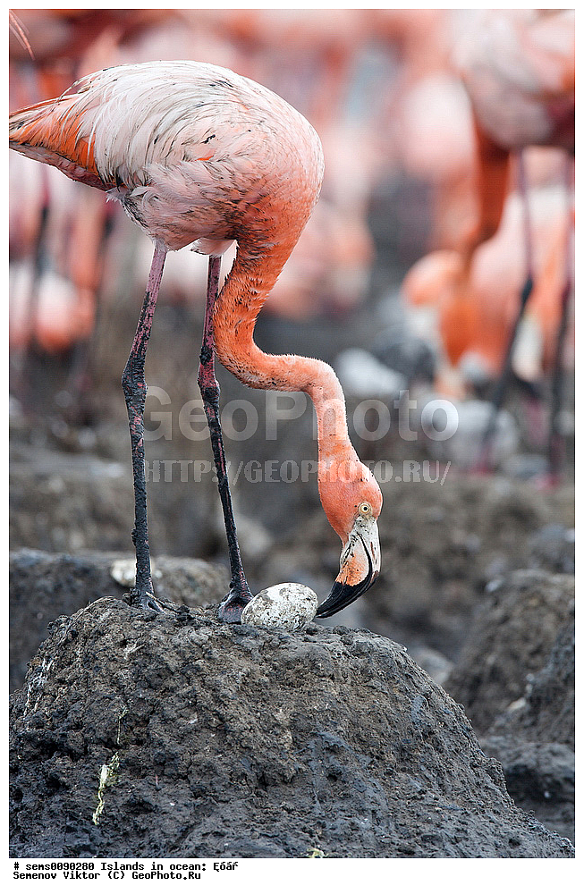 ����, ��������, ��������, �����, �����, ��������, �����������, XYZ, �����������, Phoenicopteridae, ������� ��������, Phoenicopterus ruber