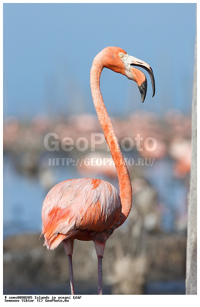 ����, ��������, ��������, �����, �����, ��������, �����������, XYZ, �����������, Phoenicopteridae, ������� ��������, Phoenicopterus ruber