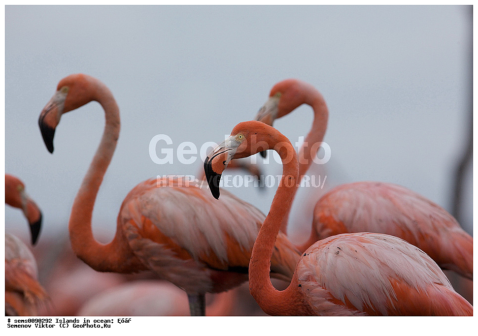 ����, ��������, ��������, �����, �����, ��������, �����������, XYZ, �����������, Phoenicopteridae, ������� ��������, Phoenicopterus ruber