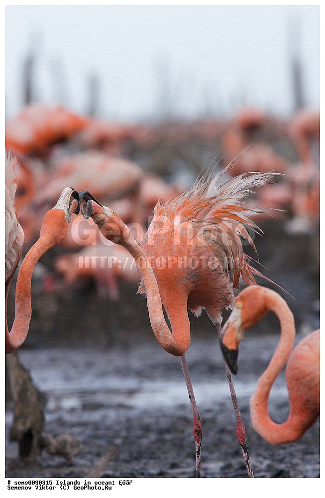 ����, ��������, ��������, �����, �����, ��������, �����������, XYZ, �����������, Phoenicopteridae, ������� ��������, Phoenicopterus ruber