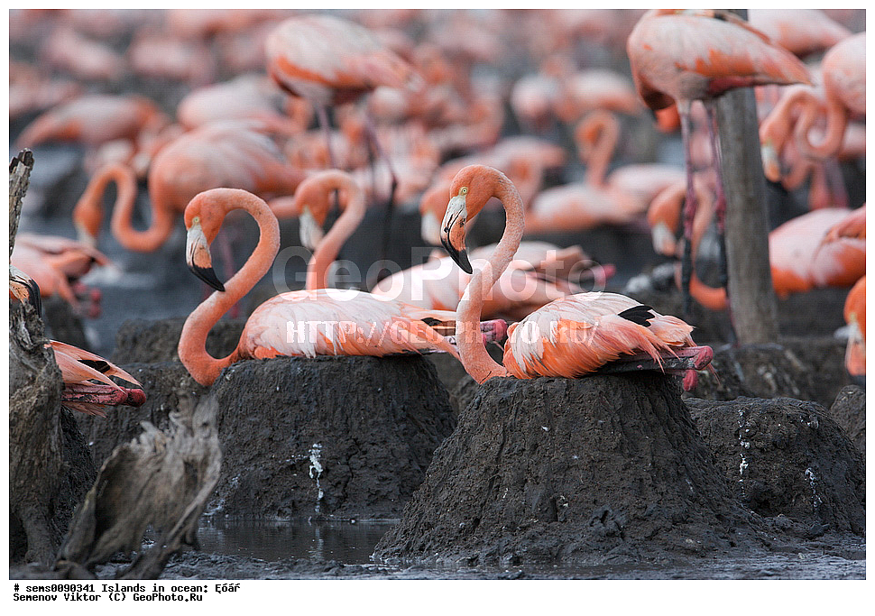 ����, ��������, ��������, �����, �����, ��������, �����������, XYZ, �����������, Phoenicopteridae, ������� ��������, Phoenicopterus ruber