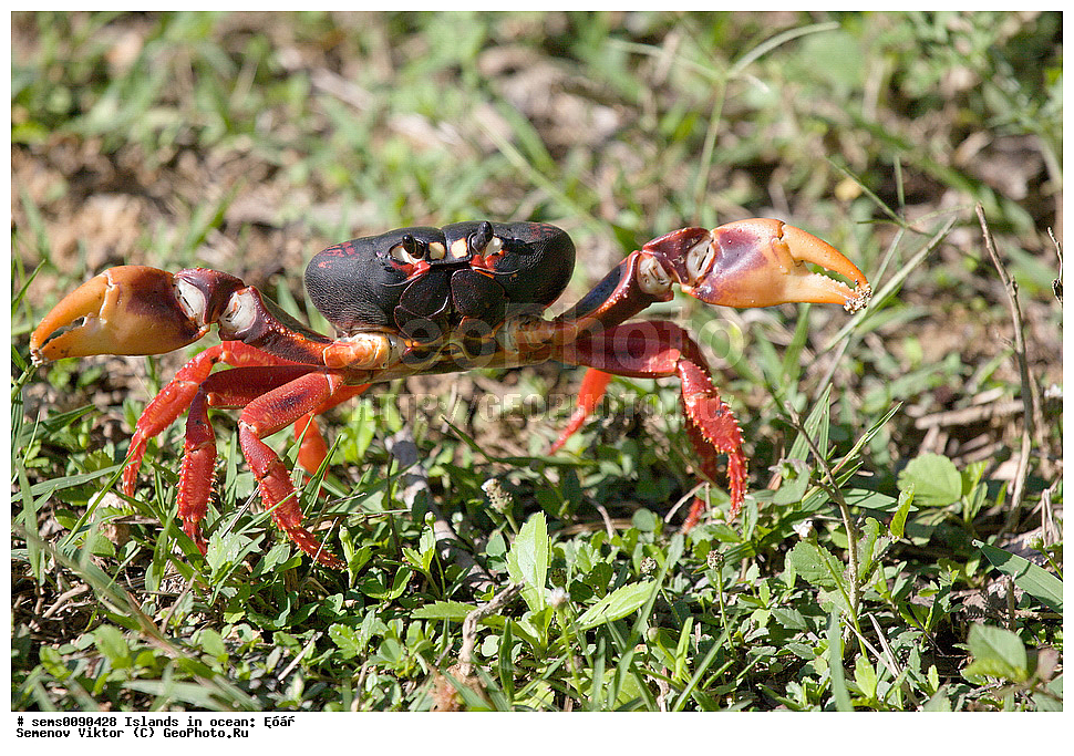 ����, ��������, ��������, XYZ, Coenobitidae, ���������� ����-���������, ����������� �������� ���� ���������, ��������� ���� ���������, ��������� ����, Coenobita clypeatus
