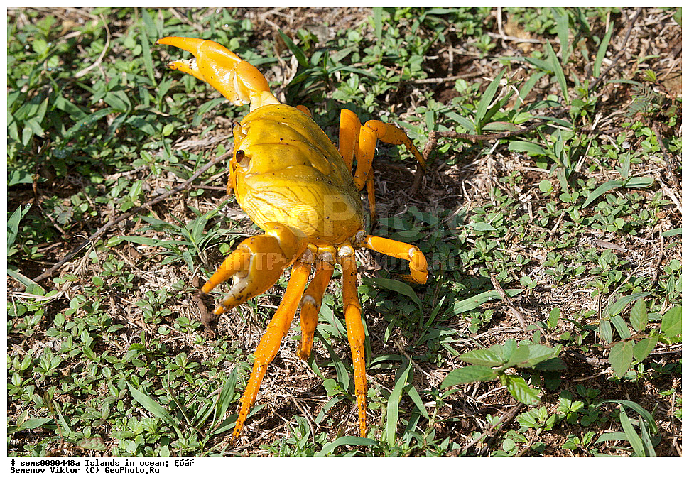 ����, ��������, ��������, XYZ, Coenobitidae, ���������� ����-���������, ����������� �������� ���� ���������, ��������� ���� ���������, ��������� ����, Coenobita clypeatus